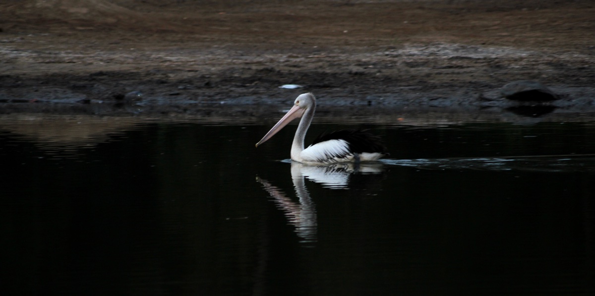 Pelican on Lake Illawarra Book 3 Chapter 1: Illiwarra