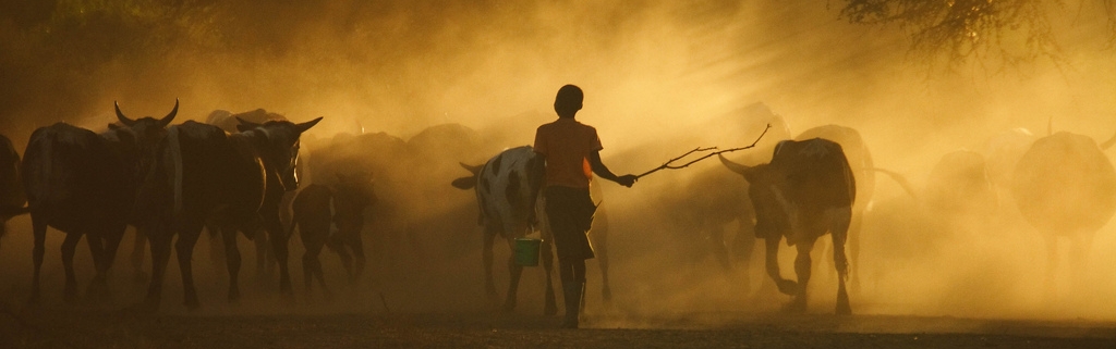 Cattle herded home in the evening in Mozambique midala