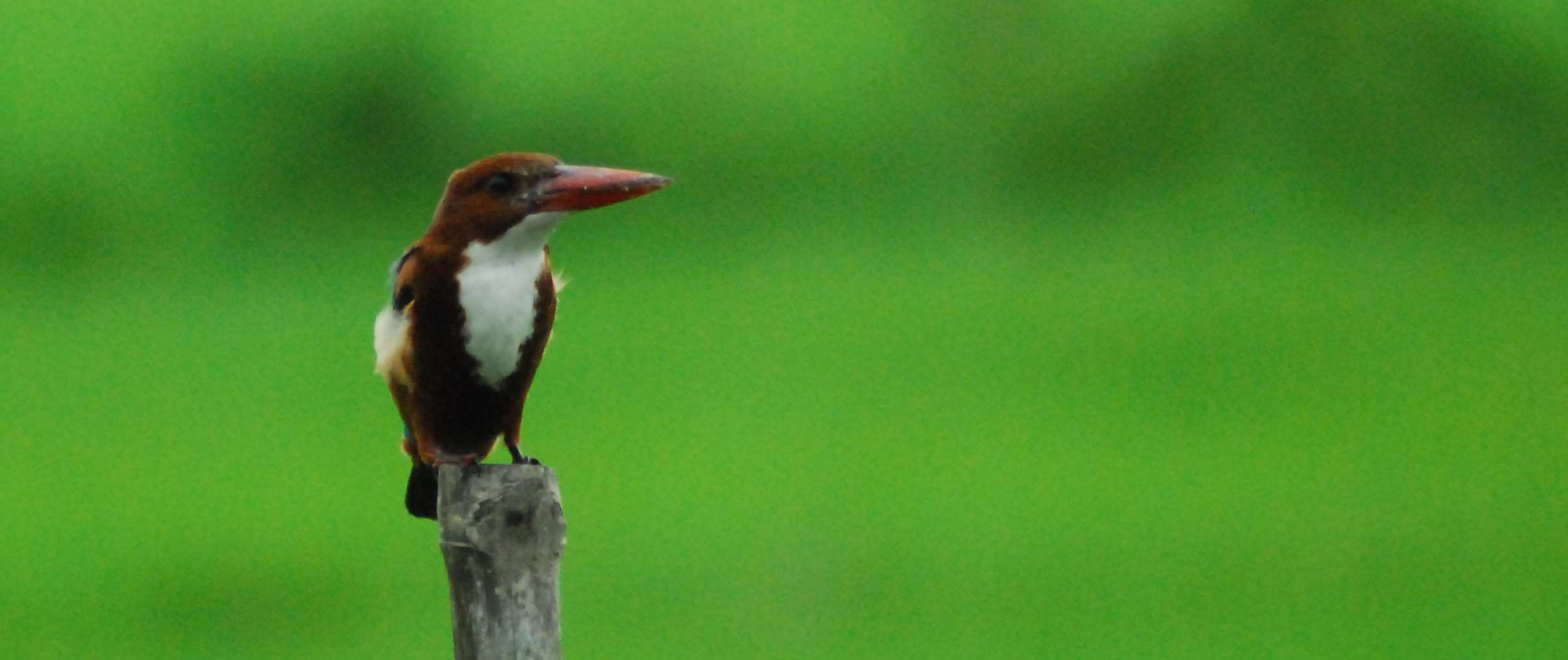 White-throated Kingfisher Chapter 14
